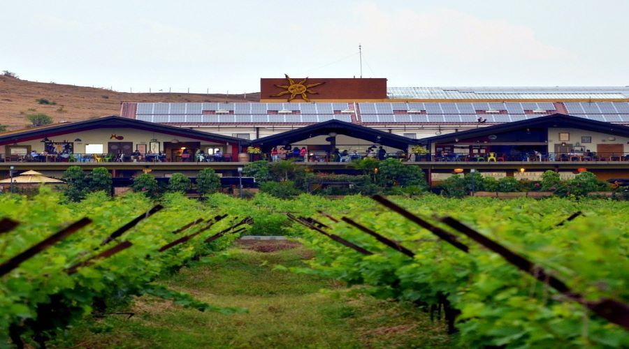 Sula Vineyards Gears Up for Growth